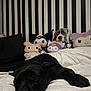 dog, sleeping, bed, white_bedspread, plush_toy, pillow, striped_wall, black_and_white, stuffed_animal, relaxation, indoors, cozy, resting, black_dog, decor, soft_toy, cushion, animal, pet, quiet