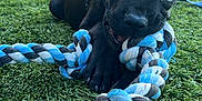 Ace joined the competition — help win amazing prizes! puppy, dog, black_dog, rope_toy, chewing, grass, outdoor, playful, pet, young_dog, garden, greenery, close_up, animal, cute, leash, fun, canine, toy, nature