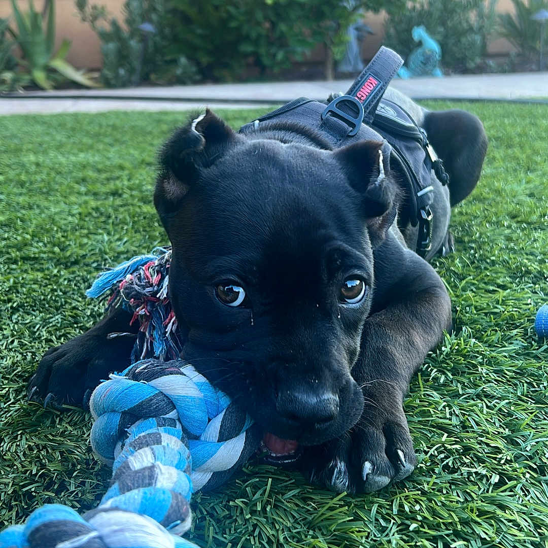 Ace joined the competition — help win amazing prizes! animal, artificial_grass, black_dog, chewing, closeup, cute, dog, ears, garden, grass, greenery, leash, nature, outdoor, pet, playful, puppy, rope_toy, toy, young_dog