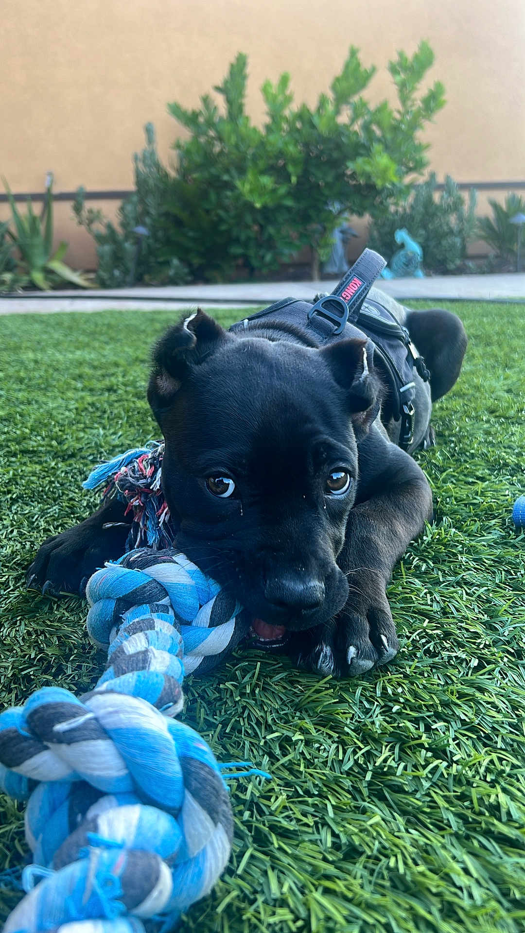 Ace joined the competition — help win amazing prizes! puppy, dog, black_dog, toy, rope_toy, chewing, grass, artificial_grass, outdoor, pet, playful, ears, cute, young_dog, nature, greenery, garden, animal, closeup, leash