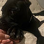 Ace joined the competition — help win amazing prizes! dog, black_dog, paw, bed, bedspread, hand, fingers, close_up, indoor, pet, resting, fur, collar, headboard, comfort, connection, animal, mammal, cute, companion