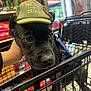 Ace is registered to the contest to win money with this photo: dog, black_dog, hat, cap, shopping_cart, store, aisle, pet, hand, animal, canine, face, ears, fur, eyes, nose, whiskers, shopping, retail, companion