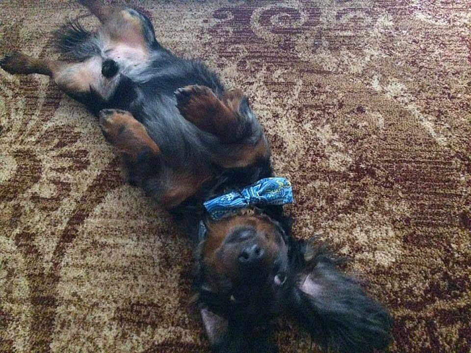 Maxwell