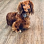 dog, dachshund, long_hair, brown_fur, pet, collar, bow_tie, floor, wooden_floor, indoor, animal, cute, looking_up, sitting, small_dog, fur, ears, paw, domestic_animal, companion