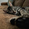 Chunk joined the competition — help win amazing prizes! cat, sleeping, tabby, couch, indoor, pet, animal, whiskers, paw, fur, relaxed, resting, portrait, close_up, shallow_depth_of_field, soft_lighting, cozy, home, brown, peaceful