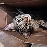 cat, tabby, feline, pet, animal, box, cardboard, indoors, close_up, portrait, upside_down, wide_eyes, whiskers, fur, striped_fur, green_eyes, curious, playful, relaxed, funny