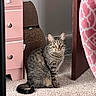 Chunk is registered to the contest to win money with this photo: cat, tabby_cat, pet, animal, feline, sitting, indoors, bedroom, carpet, gray_fur, striped_fur, green_eyes, whiskers, ears, tail, floor, furniture, drawer, scratching_post, portrait