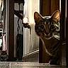 cat, cats, tabby, pet, animal, portrait, close_up, indoors, hallway, kitchen, doorway, lamp, lighting, staring, sitting, feline, whiskers, ears, home, dramatic