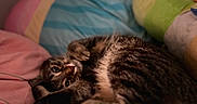 Chunk joined the competition — help win amazing prizes! cat, tabby, pet, animal, feline, indoors, blanket, bed, cuddling, lying_down, upside_down, belly, fur, striped_fur, green_eyes, portrait, cozy, colorful, relaxed, sleeping_area
