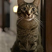 Chunk joined the competition — help win amazing prizes! cat, tabby, pet, animal, feline, portrait, close_up, sitting, upright, wide_eyed, whiskers, ears, fur, striped, indoors, hallway, home, warm_lighting, shallow_depth_of_field, photography