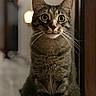 cat, tabby, pet, animal, feline, portrait, close_up, sitting, upright, wide_eyed, whiskers, ears, fur, striped, indoors, hallway, home, warm_lighting, shallow_depth_of_field, photography