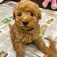 Mylo joined the competition — help win amazing prizes! animal, architecture, building, canine, document, dog, newspaper, outdoors, person, pet, plush, poodle, puppy, purple, receipt, shelter, terrier, text, toy, whitedog