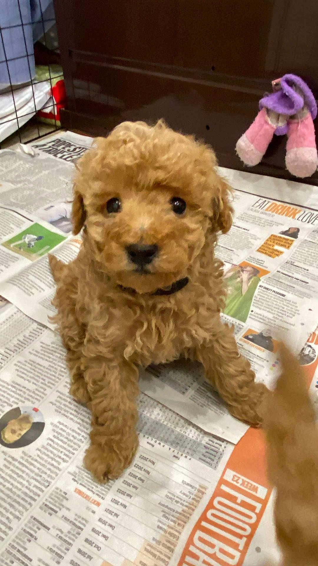 Mylo joined the competition — help win amazing prizes! animal, architecture, building, canine, document, dog, newspaper, outdoors, person, pet, plush, poodle, puppy, purple, receipt, shelter, terrier, text, toy, whitedog