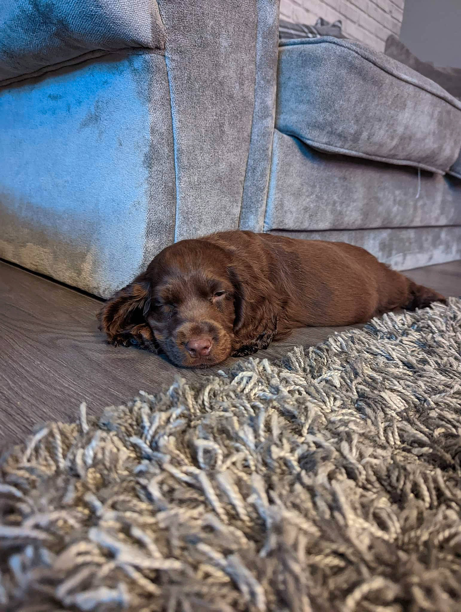 Bailey joined the competition — help win amazing prizes! brown, canidae, carnivore, comfort, companion_dog, corgi_chihuahua, dog, dog_breed, fawn, fur, liver, snout, sporting_group, terrestrial_animal, wildlife, wood, working_animal, wrinkle