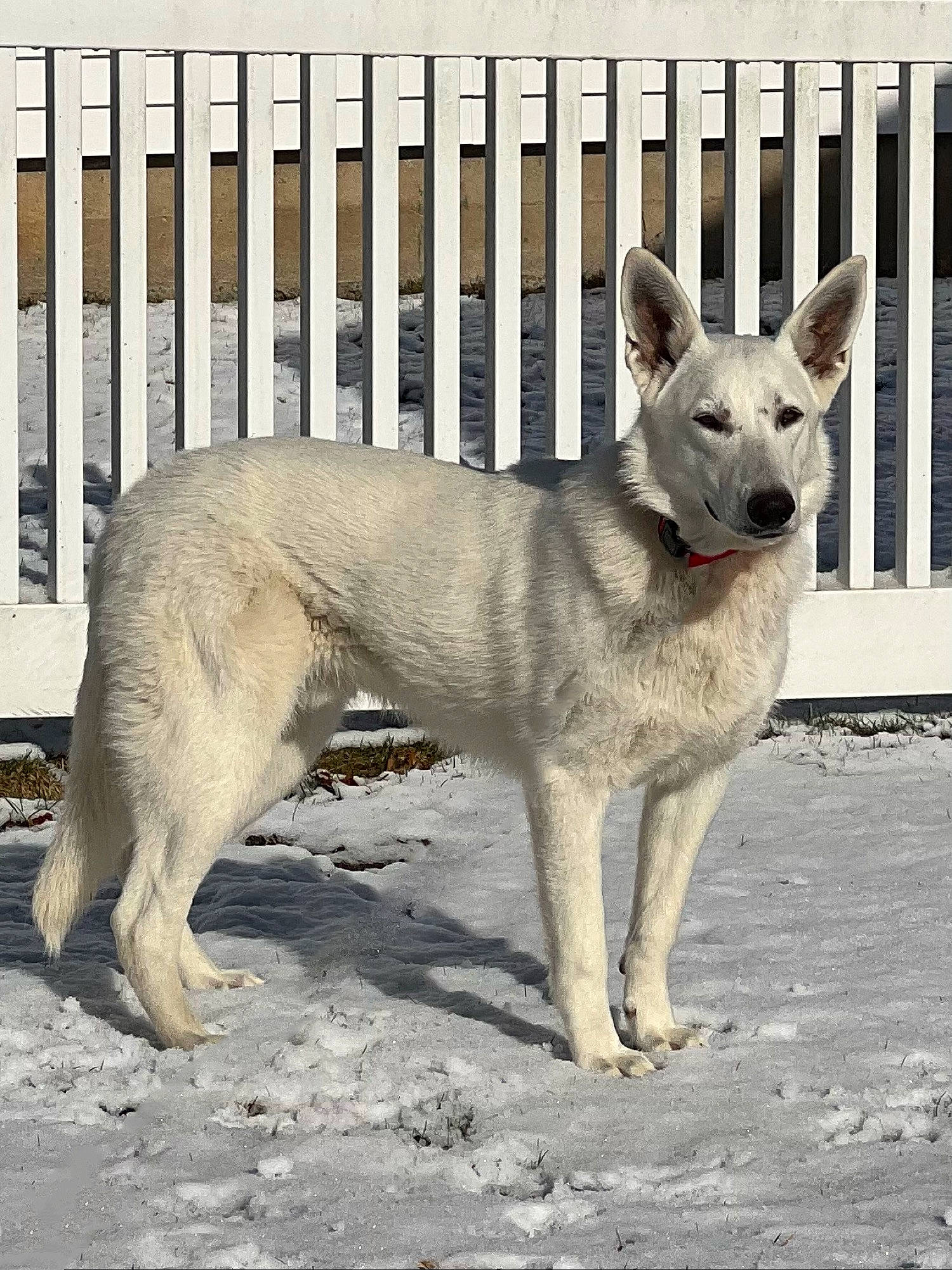 Niko is registered to the contest to win money with this photo: ancient_dog_breeds, canidae, carnivore, collar, companion_dog, dog, dog_breed, dog_supply, fawn, fence, fur, non_sporting_group, paw, pet_supply, snout, sporting_group, tail, terrestrial_animal, wildlife, working_animal