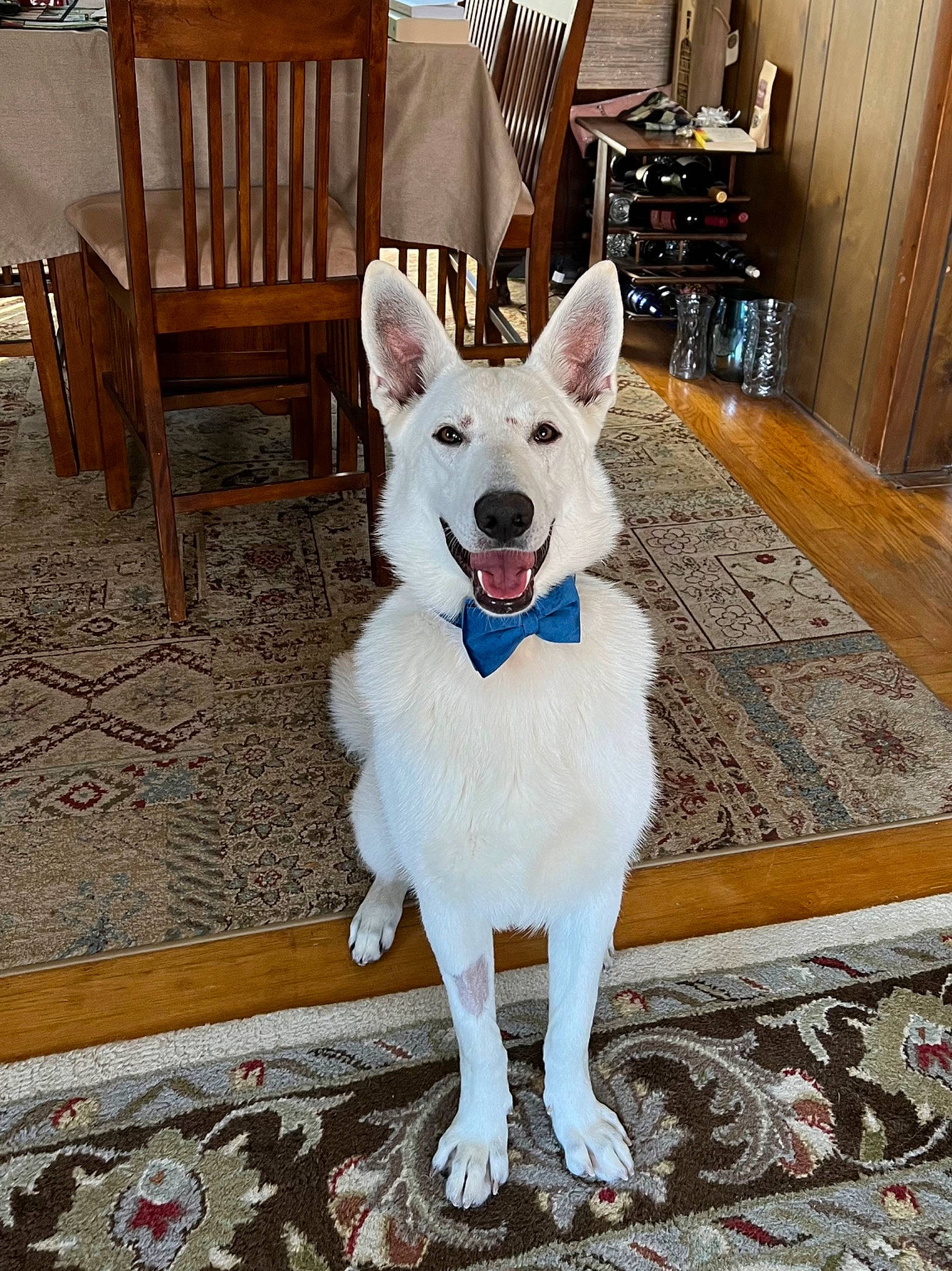 Niko joined the competition — help win amazing prizes! cabinetry, carnivore, chair, collar, companion_dog, dog, dog_breed, dog_collar, dog_supply, door, fashion_accessory, fawn, floor, flooring, fur, hardwood, outdoor_furniture, tail, wood, working_animal