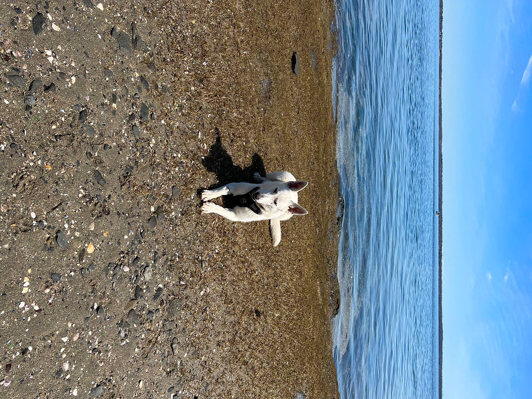 Niko is registered to the contest to win money with this photo: asphalt, beach, canidae, carnivore, dog, dog_breed, lake, landscape, ocean, road_surface, sand, seabird, shadow, sky, soil, tree, water, water_bird, wind_wave, wood