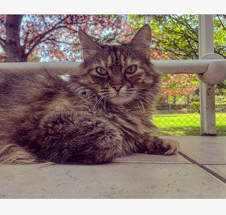 Laly participe au concours pour gagner de l'argent avec cette photo : asian, carnivore, cat, domestic_short_haired_cat, european_shorthair, eye, felidae, fur, grass, kitten, maine_coon, mammal, plant, small_to_medium_sized_cats, snapshot, tabby_cat, tree, whiskers, wild_cat, wildlife