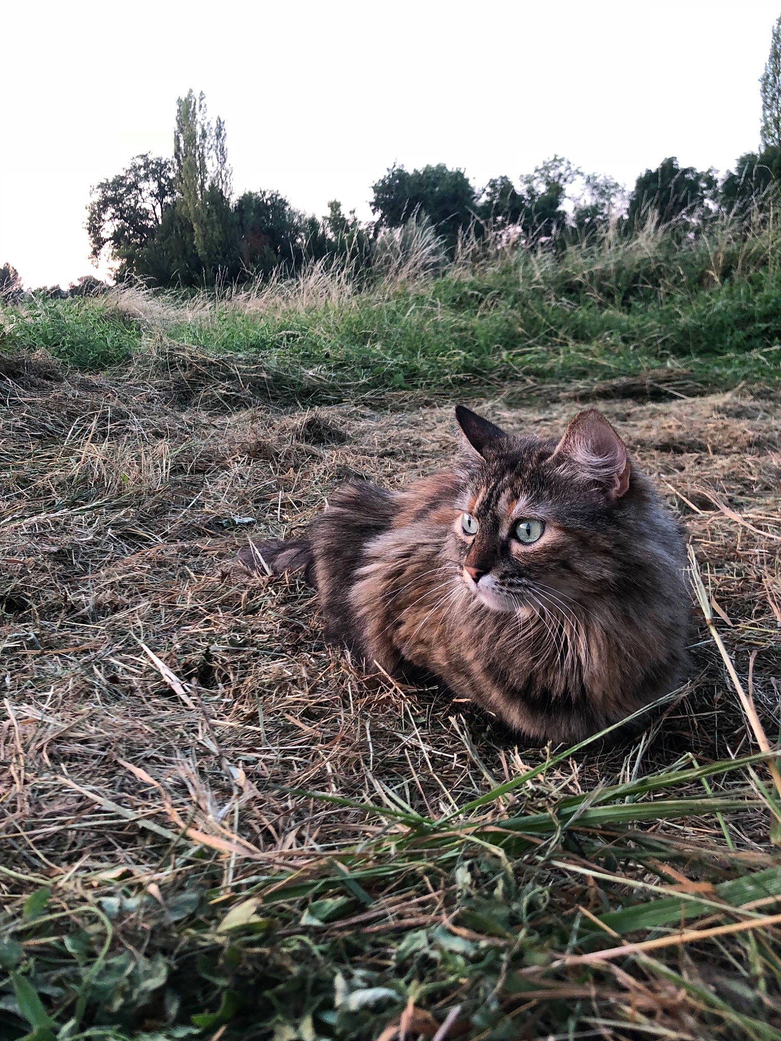 Laly a rejoint le concours — aidez-le/la à gagner de superbes lots ! british_semi_longhair, carnivore, cat, domestic_long_haired_cat, felidae, grass, maine_coon, norwegian_forest_cat, plant, small_to_medium_sized_cats, soil, whiskers, wild_cat