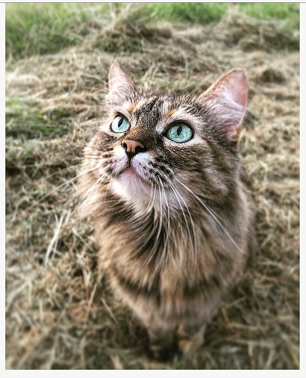 Laly a rejoint le concours — aidez-le/la à gagner de superbes lots ! american_bobtail, asian, carnivore, cat, domestic_short_haired_cat, european_shorthair, felidae, grass, kitten, maine_coon, siberian, small_to_medium_sized_cats, snapshot, tabby_cat, whiskers, wild_cat, wildlife