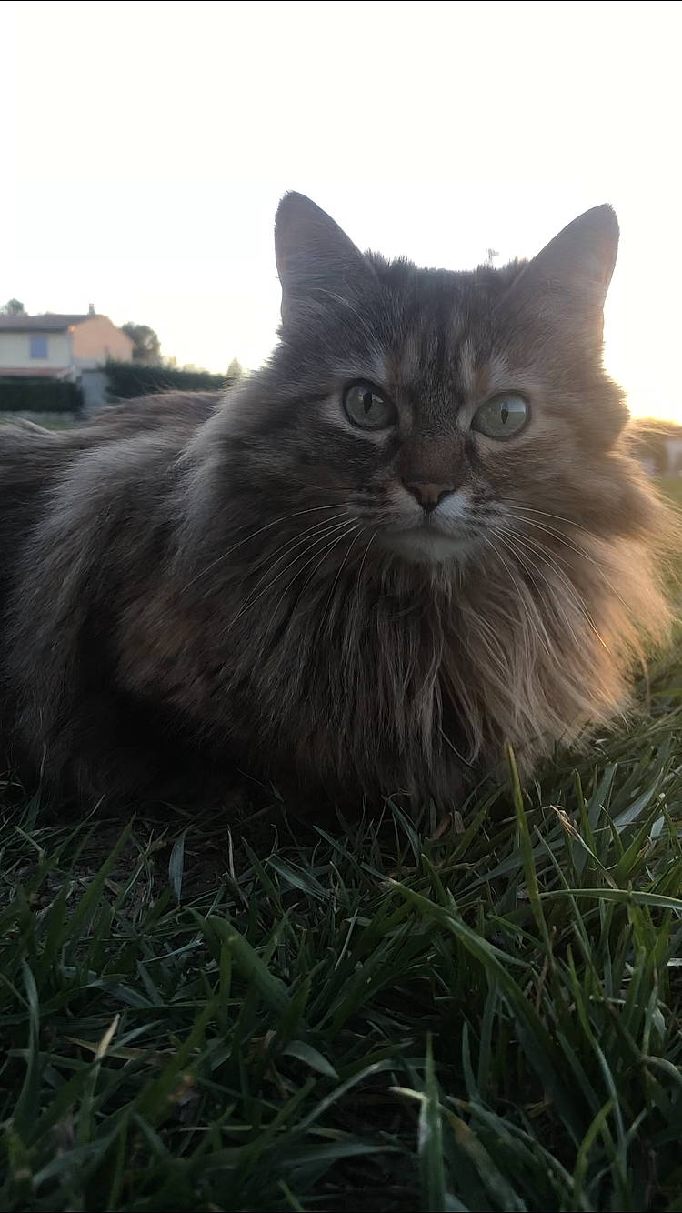 Laly a rejoint le concours — aidez-le/la à gagner de superbes lots ! asian_semi_longhair, british_longhair, british_semi_longhair, carnivore, cat, cymric, domestic_long_haired_cat, felidae, grass, maine_coon, mammal, nebelung, norwegian_forest_cat, persian, ragamuffin, siberian, small_to_medium_sized_cats, vertebrate, whiskers, wild_cat
