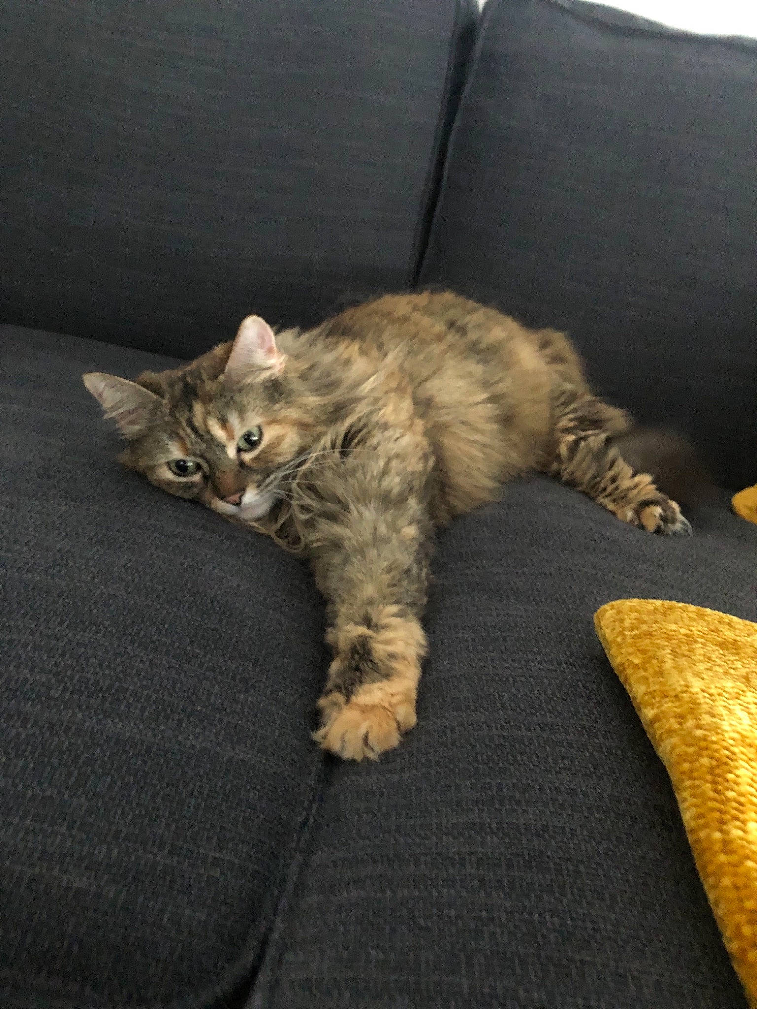 Laly a rejoint le concours — aidez-le/la à gagner de superbes lots ! american_bobtail, asian, australian_mist, british_semi_longhair, california_spangled, carnivore, cat, domestic_short_haired_cat, dragon_li, european_shorthair, fawn, felidae, kitten, mammal, norwegian_forest_cat, pixie_bob, small_to_medium_sized_cats, tabby_cat, vertebrate, whiskers