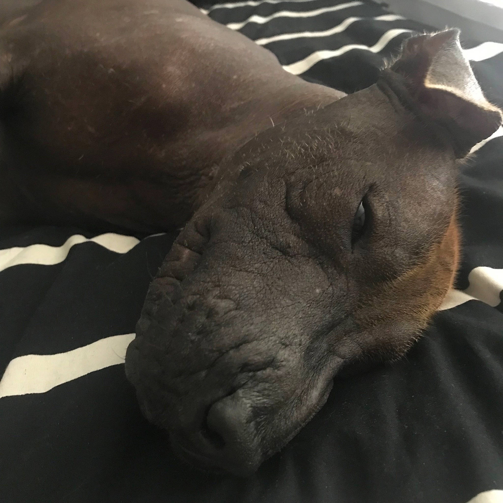 Cortéz joined the competition — help win amazing prizes! canidae, jaw, non_sporting_group, nose, peruvian_hairless_dog, skin, snout, wrinkle