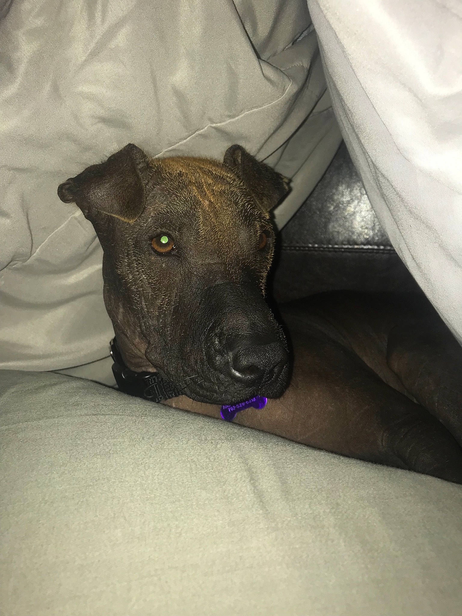 Cortéz is registered to the contest to win money with this photo: american_pit_bull_terrier, canidae, carnivore, dog, dog_breed, dutch_shepherd_dog, fawn, mammal, non_sporting_group, patterdale_terrier, peruvian_hairless_dog, puppy, snout, whiskers