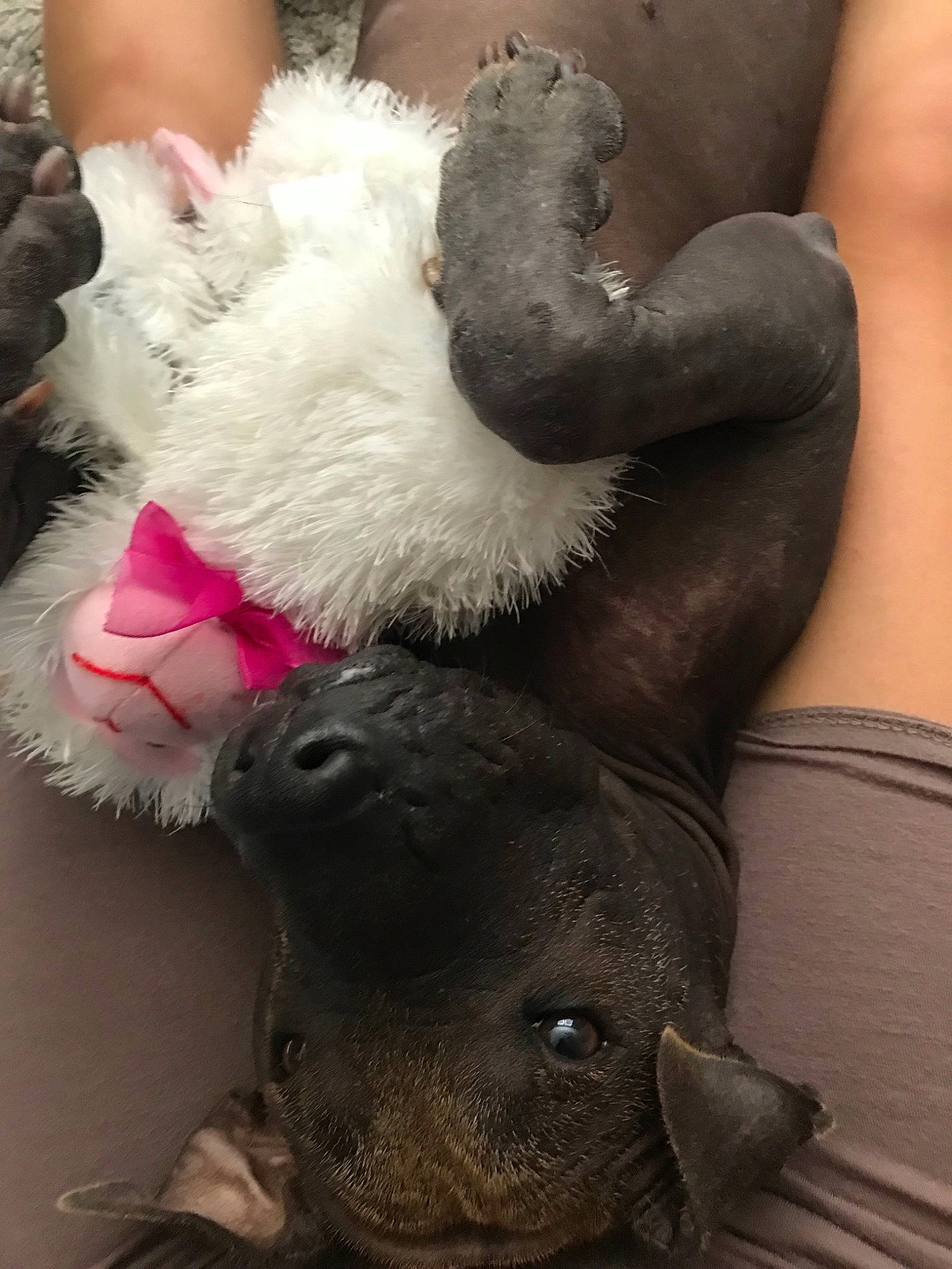 Cortéz is registered to the contest to win money with this photo: canidae, fur, snout