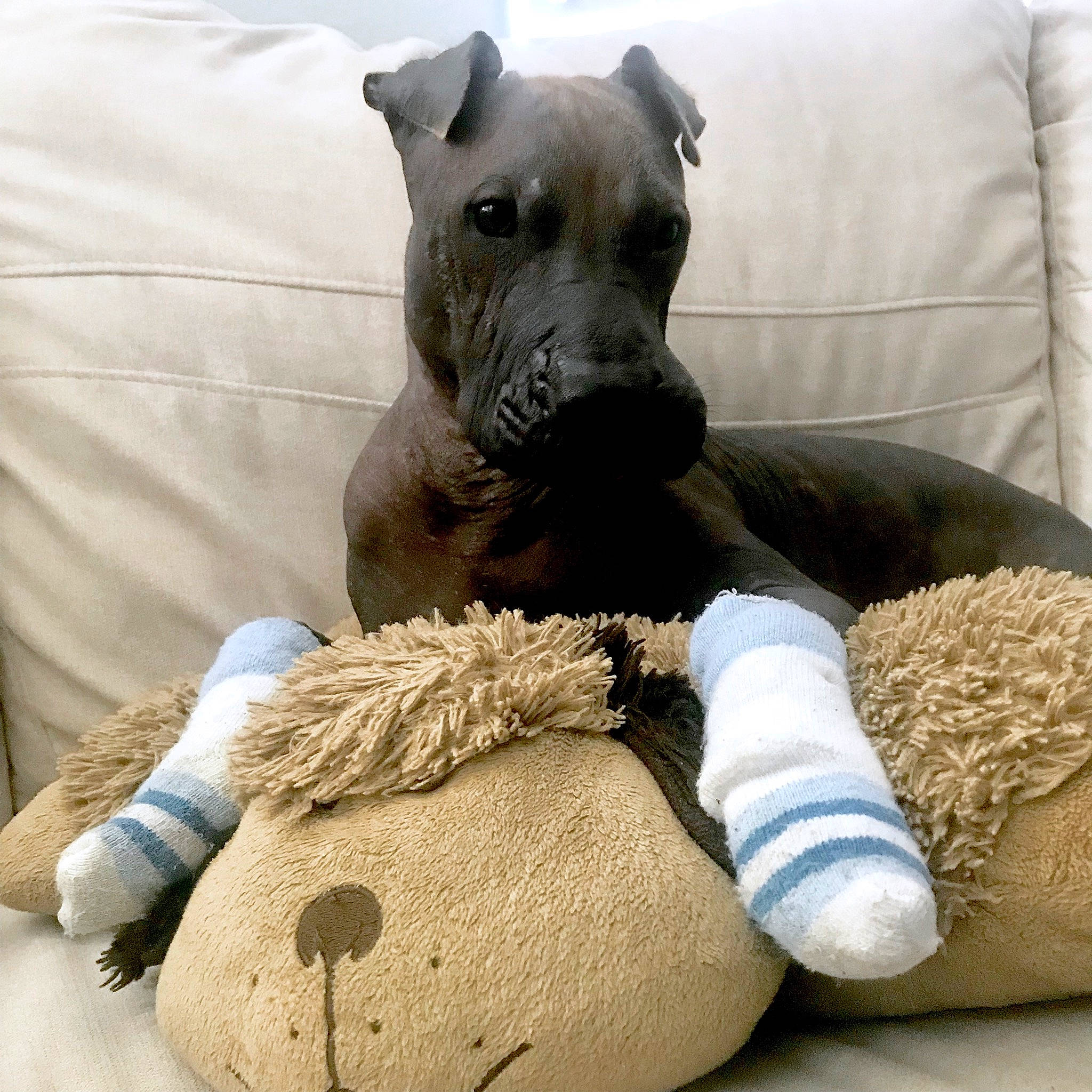 Cortéz is registered to the contest to win money with this photo: american_staffordshire_terrier, canidae, carnivore, dog, dog_breed, dog_toy, fawn, great_dane, non_sporting_group, puppy, shar_pei, snout, stuffed_toy