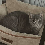 Sky joined the competition — help win amazing prizes! cat, tabby, pet_bed, indoor, carpet, gray, feline, animal, resting, cozy, curious, plush, vertical_blinds, domestic, cute, fur, whiskers, ears, eyes, home