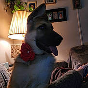 Lola joined the competition — help win amazing prizes! dog, puppy, german_shepherd, flower_collar, indoor, lamp, plant, sofa, blanket, person_leg, socks, family_photos, wall_art, cozy, home, tongue_out, pet, furniture, relaxed, warm_light