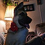 dog, puppy, german_shepherd, flower_collar, indoor, lamp, plant, sofa, blanket, person_leg, socks, family_photos, wall_art, cozy, home, tongue_out, pet, furniture, relaxed, warm_light