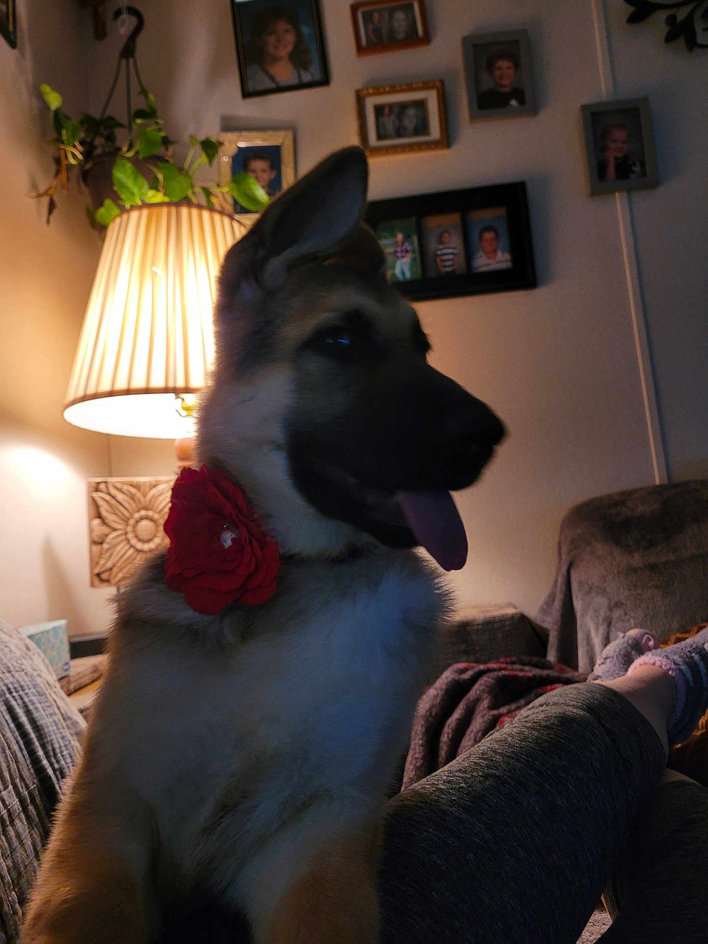 Lola