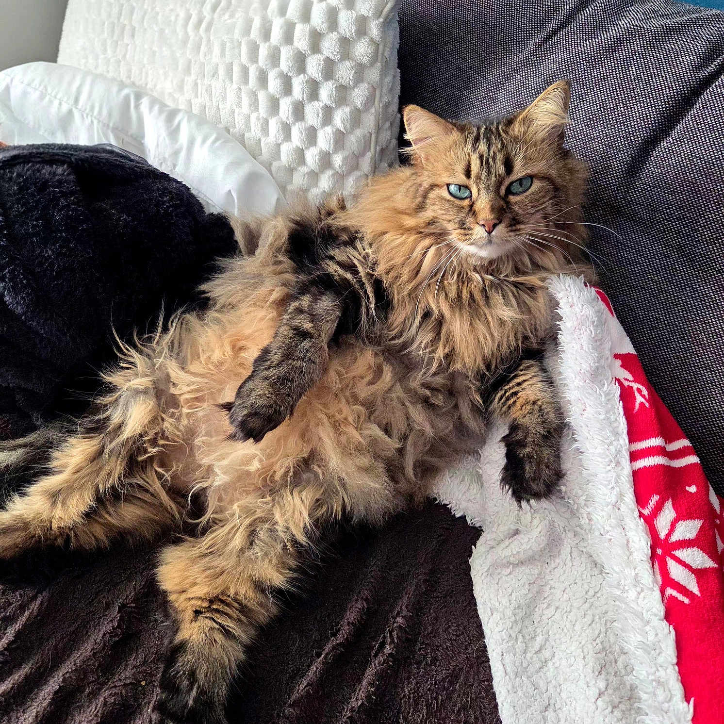 Cooky participe au concours pour gagner de l'argent avec cette photo : animal, blanket, blue_eyes, cat, couch, cozy, cute, domestic, fluffy, fur, furry, indoor, mammal, pet, pillow, relaxed, resting, soft, tabby, whiskers