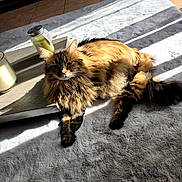 Cooky participe au concours pour gagner de l'argent avec cette photo : candles, cat, cozy, domestic_animal, feline, floor_tiles, fluffy, glass_jars, grey_rug, indoor, pet, relaxing, resting, rug, shadow, striped, sunlight, tabby_cat, tray, wooden_tray