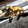 candles, cat, cozy, domestic_animal, feline, floor_tiles, fluffy, glass_jars, grey_rug, indoor, pet, relaxing, resting, rug, shadow, striped, sunlight, tabby_cat, tray, wooden_tray