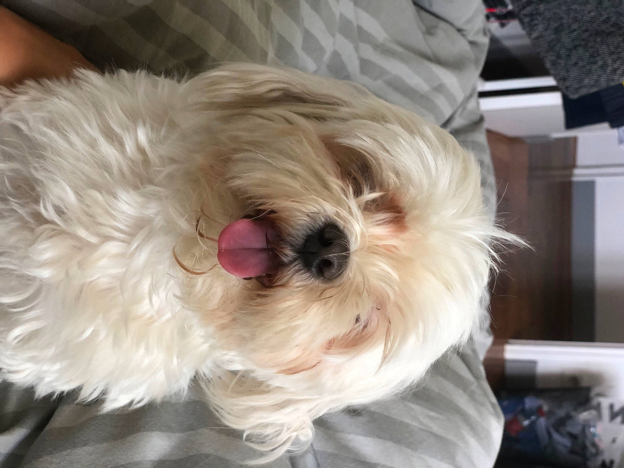 Newtee a rejoint le concours — aidez-le/la à gagner de superbes lots ! bolonka, canidae, carnivore, cockapoo, companion_dog, coton_de_tulear, dog, dog_breed, havanese, kyi_leo, maltepoo, maltese, mammal, morkie, nose, puppy, puppy_love, schnoodle, shih_tzu, snout