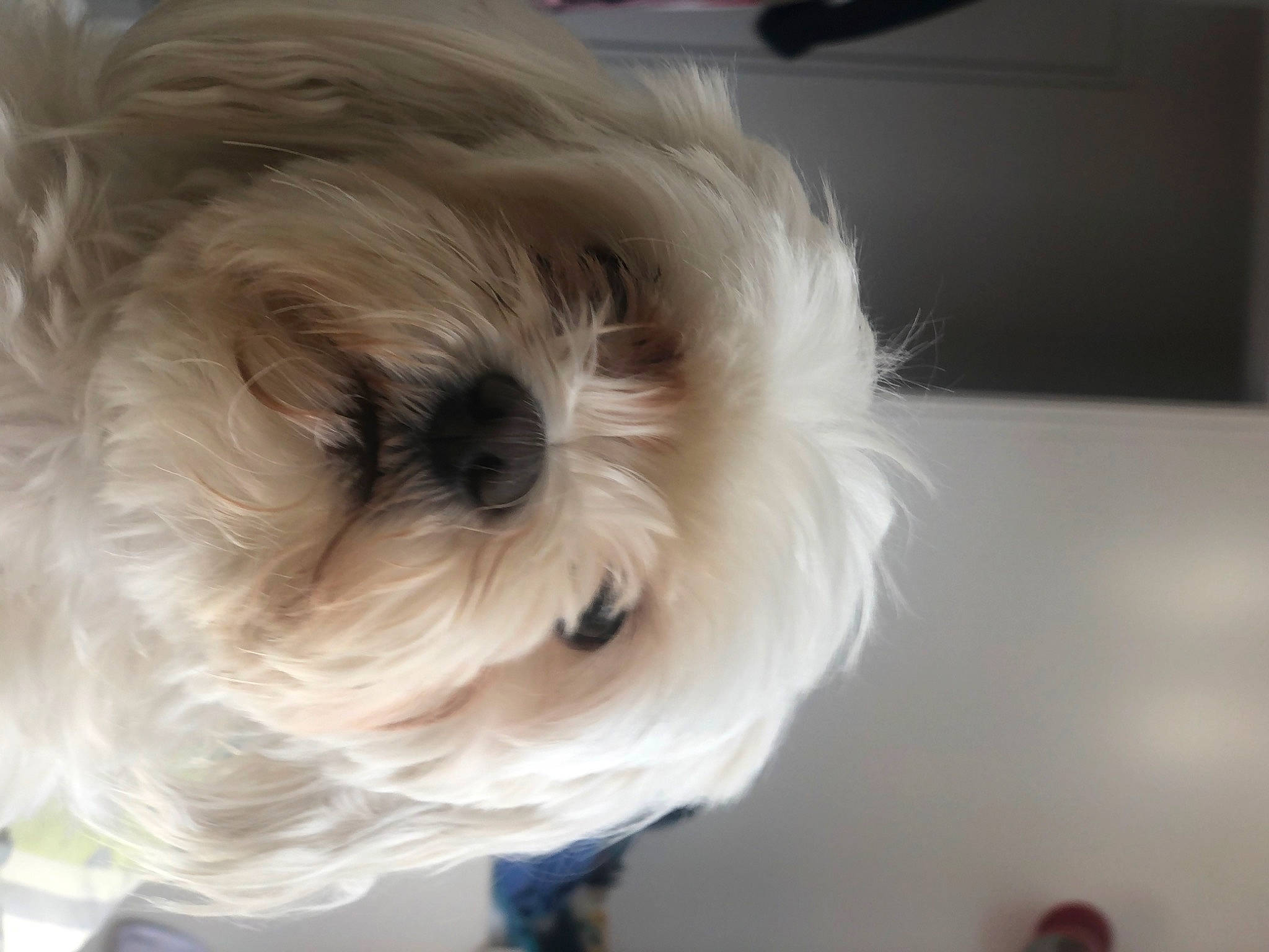 Newtee a rejoint le concours — aidez-le/la à gagner de superbes lots ! canidae, carnivore, chinese_imperial_dog, companion_dog, dog, dog_breed, ear, havanese, kyi_leo, lhasa_apso, lowchen, maltepoo, maltese, mammal, morkie, puppy, puppy_love, schnoodle, shih_tzu, snout