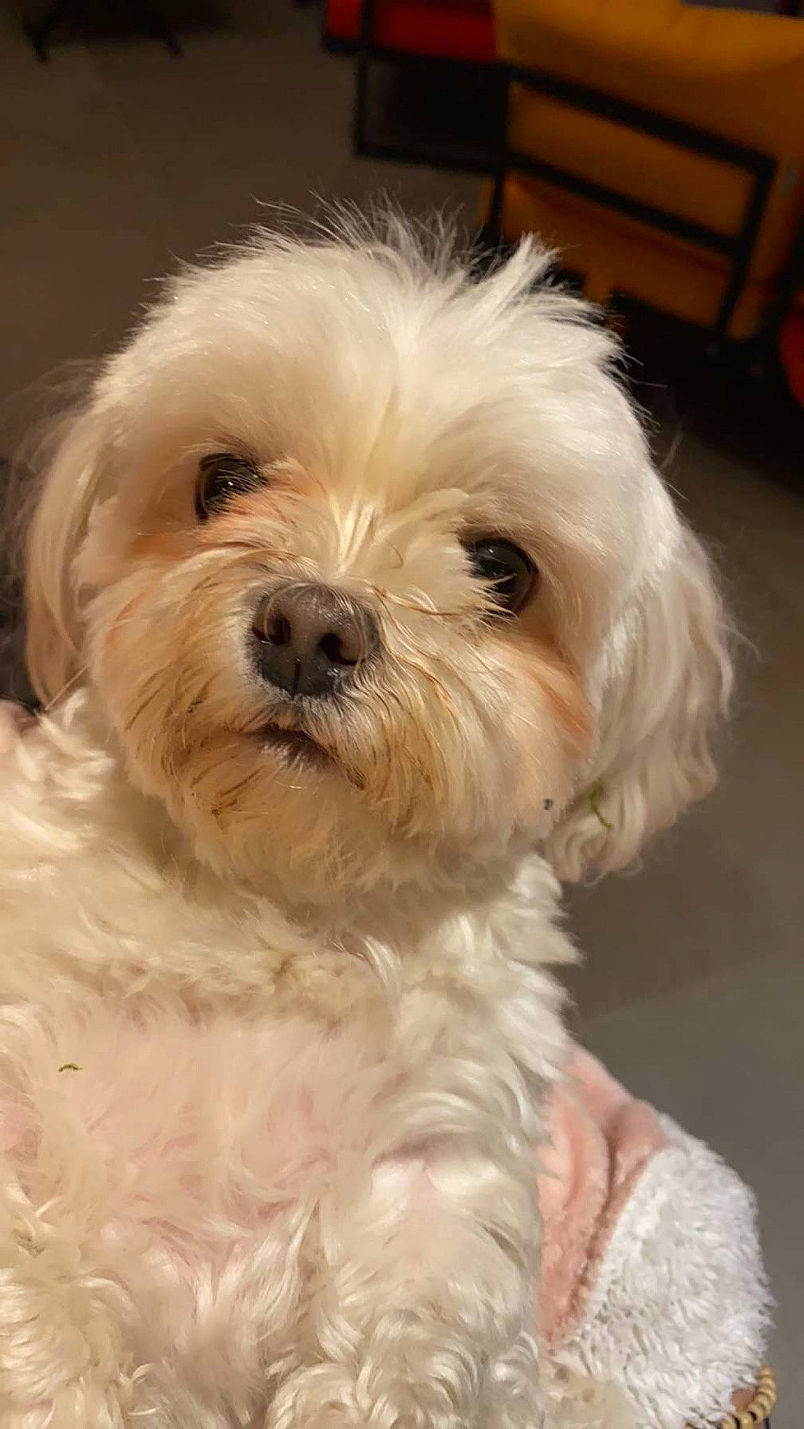 Newtee a rejoint le concours — aidez-le/la à gagner de superbes lots ! bolognese, bolonka, canidae, carnivore, cavapoo, chinese_imperial_dog, cockapoo, companion_dog, dog, dog_breed, havanese, kyi_leo, maltepoo, maltese, mammal, morkie, puppy, schnoodle, shih_tzu, vertebrate