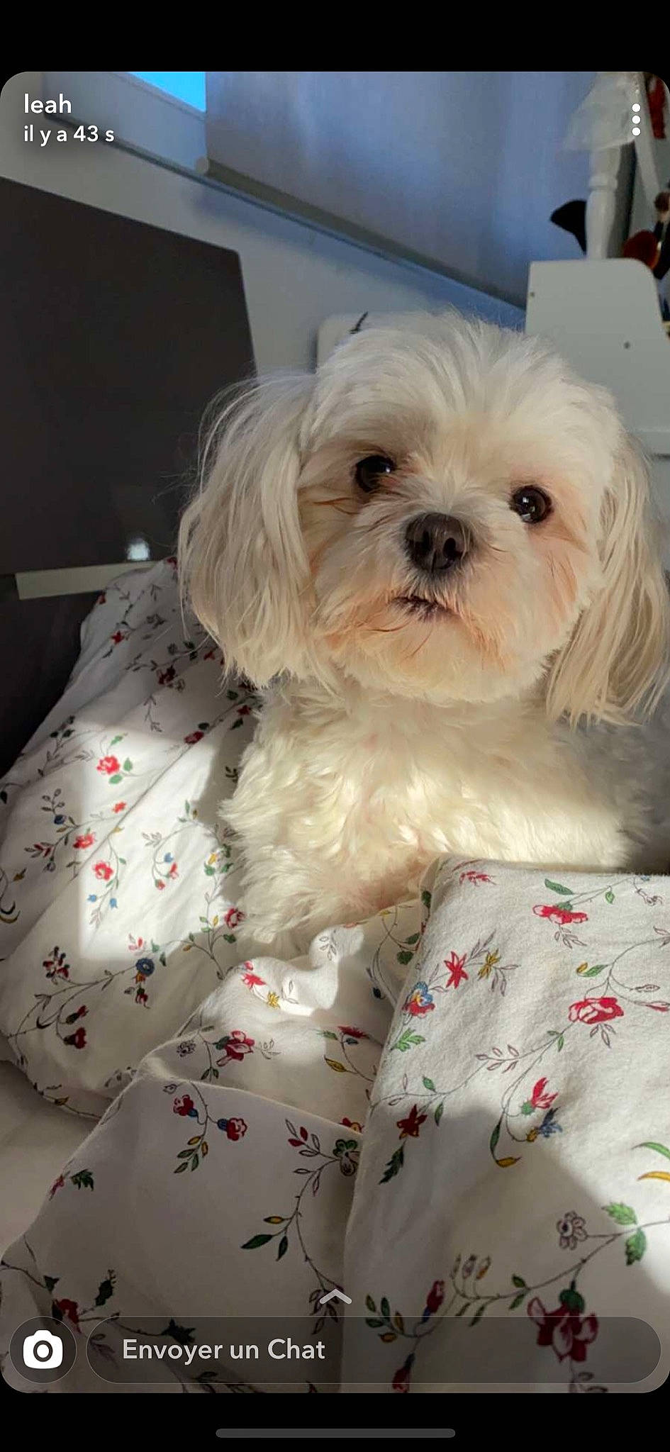 Newtee participe au concours pour gagner de l'argent avec cette photo : bolonka, canidae, carnivore, chinese_imperial_dog, companion_dog, dog, dog_breed, kyi_leo, lhasa_apso, lowchen, maltepoo, maltese, mammal, morkie, pekapoo, puppy, puppy_love, shih_tzu, snout, vertebrate