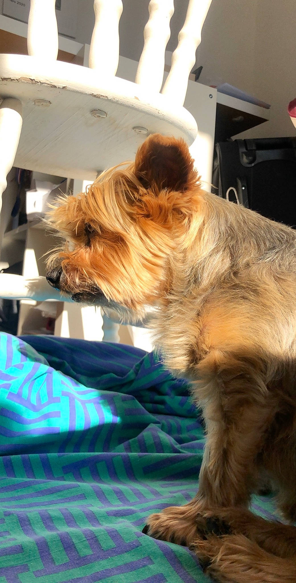 Enya participe au concours pour gagner de l'argent avec cette photo : australian_silky_terrier, australian_terrier, cairn_terrier, canidae, carnivore, companion_dog, dog, dog_breed, ear, mammal, morkie, norwich_terrier, puppy, rare_breed_dog, small_terrier, snout, sporting_group, terrier, toy_dog, yorkshire_terrier