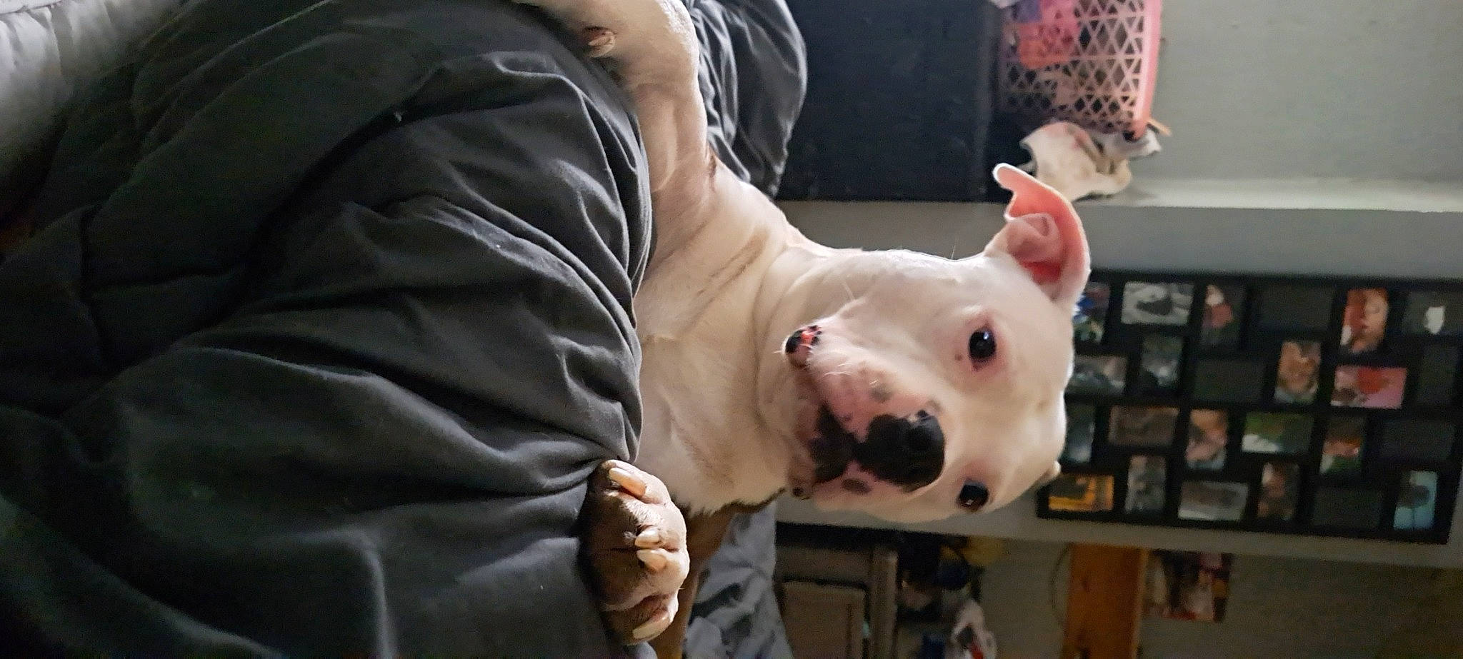 Tonka is registered to the contest to win money with this photo: computer_keyboard, dog_breed, domestic_pig, flesh, fur, livestock, meat, metal, non_sporting_group, snout, suidae, terrestrial_animal