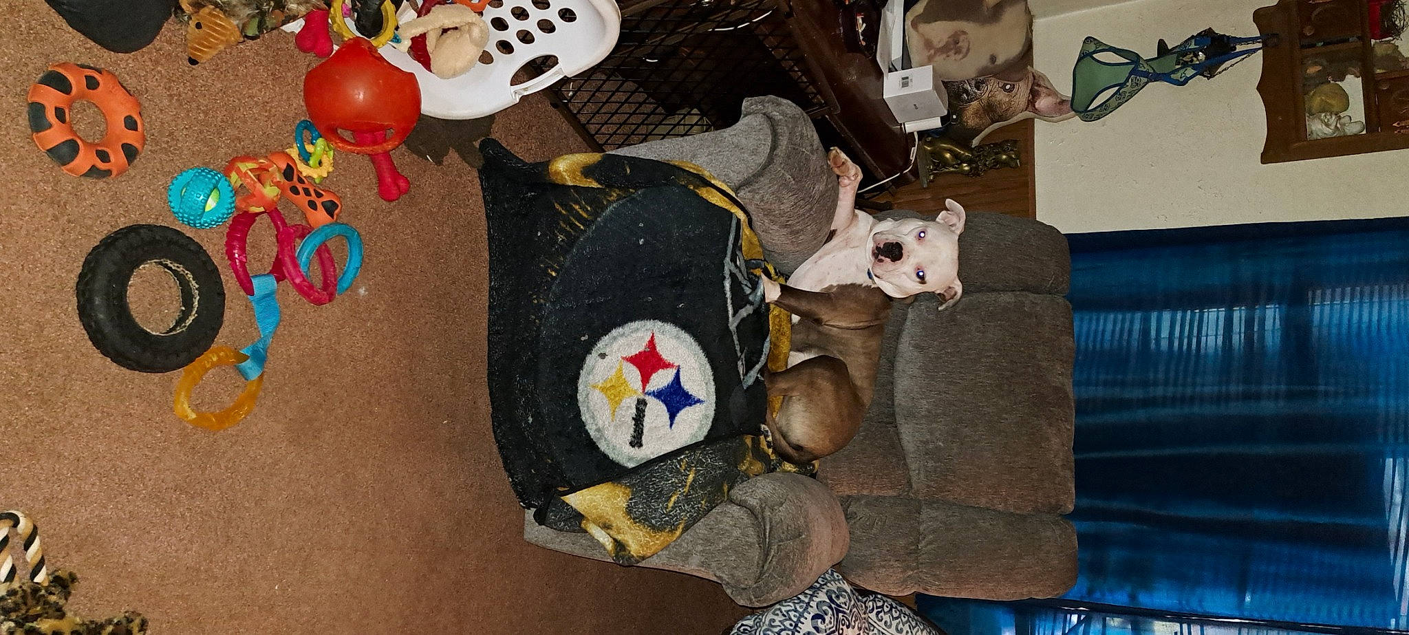 Tonka is registered to the contest to win money with this photo: art, audio_equipment, bag, carmine, event, fashion_accessory, hat, paper, plush, room, skull, stuffed_toy, t_shirt, toy, visual_arts, wood