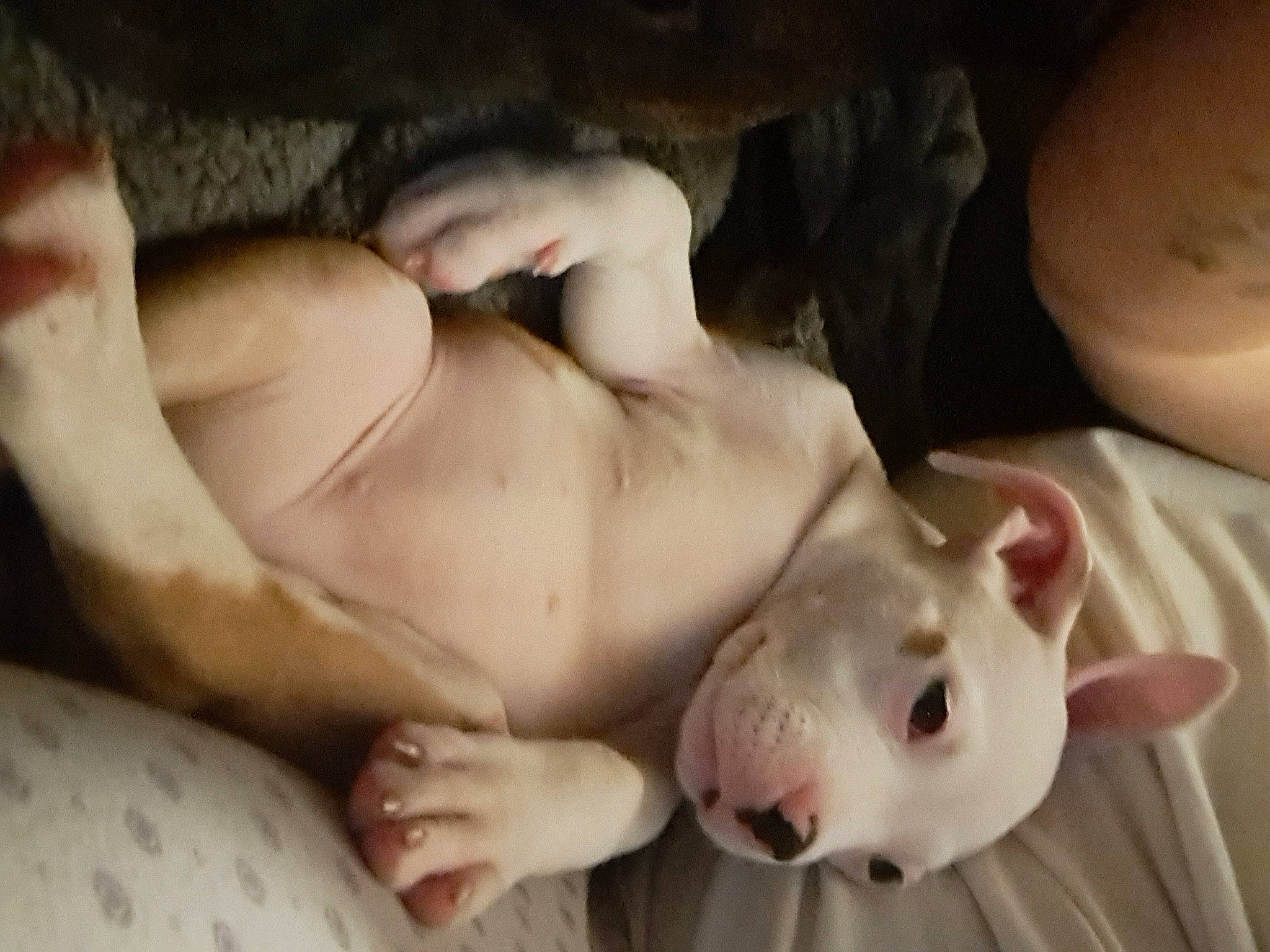 Troubles is registered to the contest to win money with this photo: abdomen, art, barechested, chest, child, comfort, companion_dog, dog, dog_breed, fawn, flesh, foot, fur, human_leg, knee, navel, suidae, thigh, trunk, undergarment