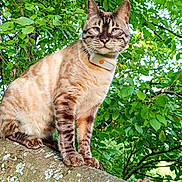 Fripouille participe au concours pour gagner de l'argent avec cette photo : cat, tree, branch, green_leaves, outdoor, nature, animal, pet, fur, blue_eyes, collar, moss, close_up, wildlife, portrait, sunlight, daytime, plant, wood, rusty_chain