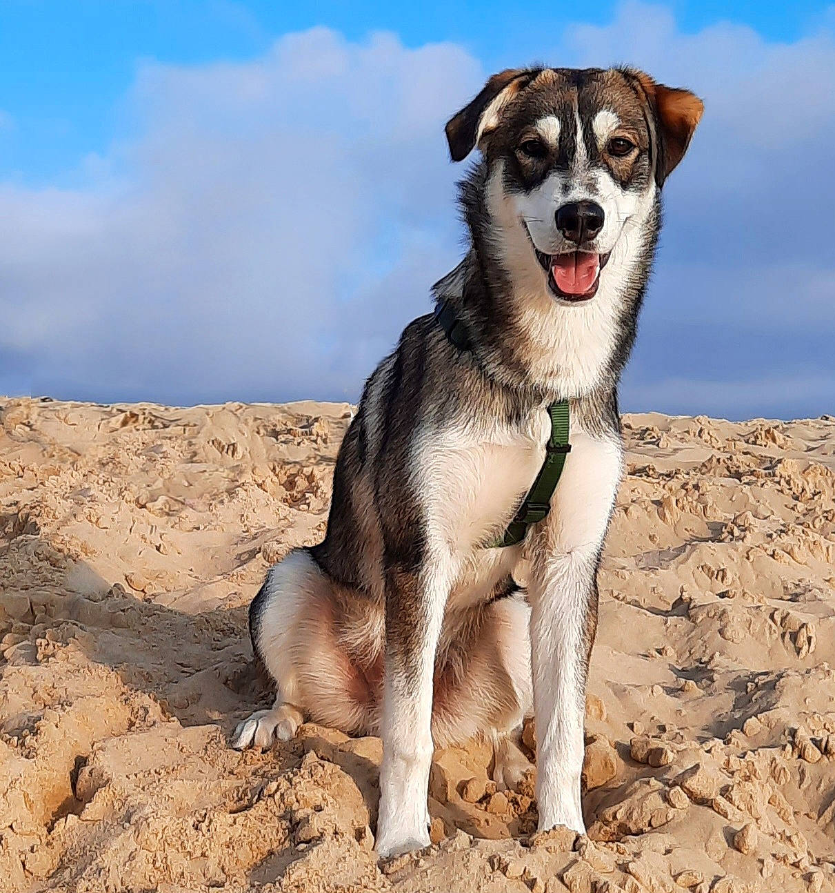 Benny participe au concours pour gagner de l'argent avec cette photo : ancient_dog_breeds, canidae, carnivore, cloud, collar, companion_dog, dog, dog_breed, dog_collar, dog_supply, foot, landscape, paw, sky, snout, soil, sporting_group, terrestrial_animal, working_animal, working_dog
