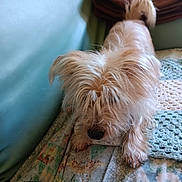 Maya participe au concours pour gagner de l'argent avec cette photo : animal, ball, canine, cockerspaniel, couch, cushion, dog, football, furniture, homedecor, hound, linen, pet, poodle, puppy, soccer, soccerball, sphere, terrier, whitedog