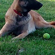 Regis Franchi a rejoint le concours — aidez-le/la à gagner de superbes lots ! dog, tennis_ball, grass, outdoor, pet, canine, collar, animal, lying_down, resting, nature, playful, summer, sunlight, brown_dog, alert, side_view, domestic_animal, relaxed, greenery