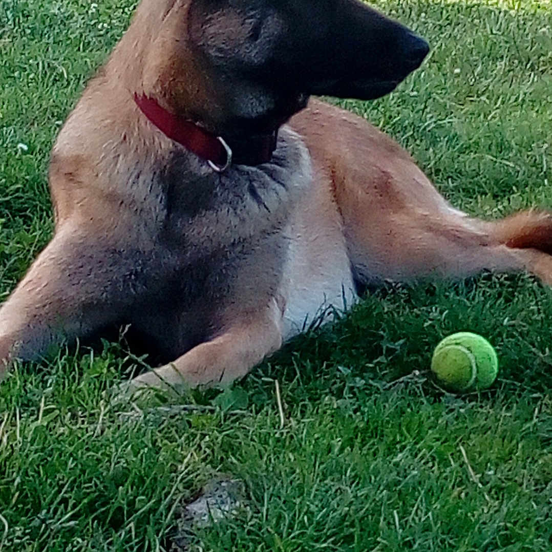 Regis Franchi a rejoint le concours — aidez-le/la à gagner de superbes lots ! alert, animal, brown_dog, canine, collar, dog, domestic_animal, grass, greenery, lying_down, nature, outdoor, pet, playful, relaxed, resting, side_view, summer, sunlight, tennis_ball